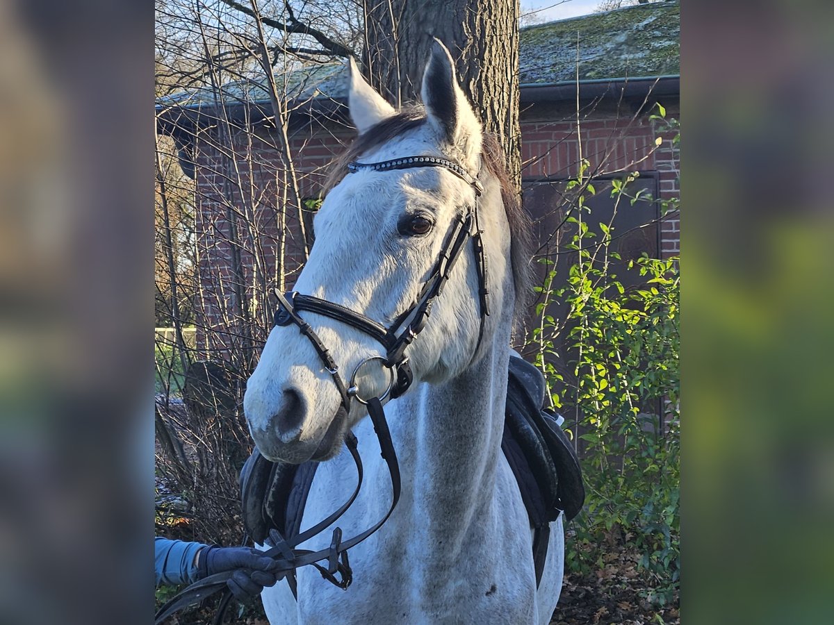 Cheval de sport irlandais Jument 7 Ans 162 cm Gris pommelé in Nettetal