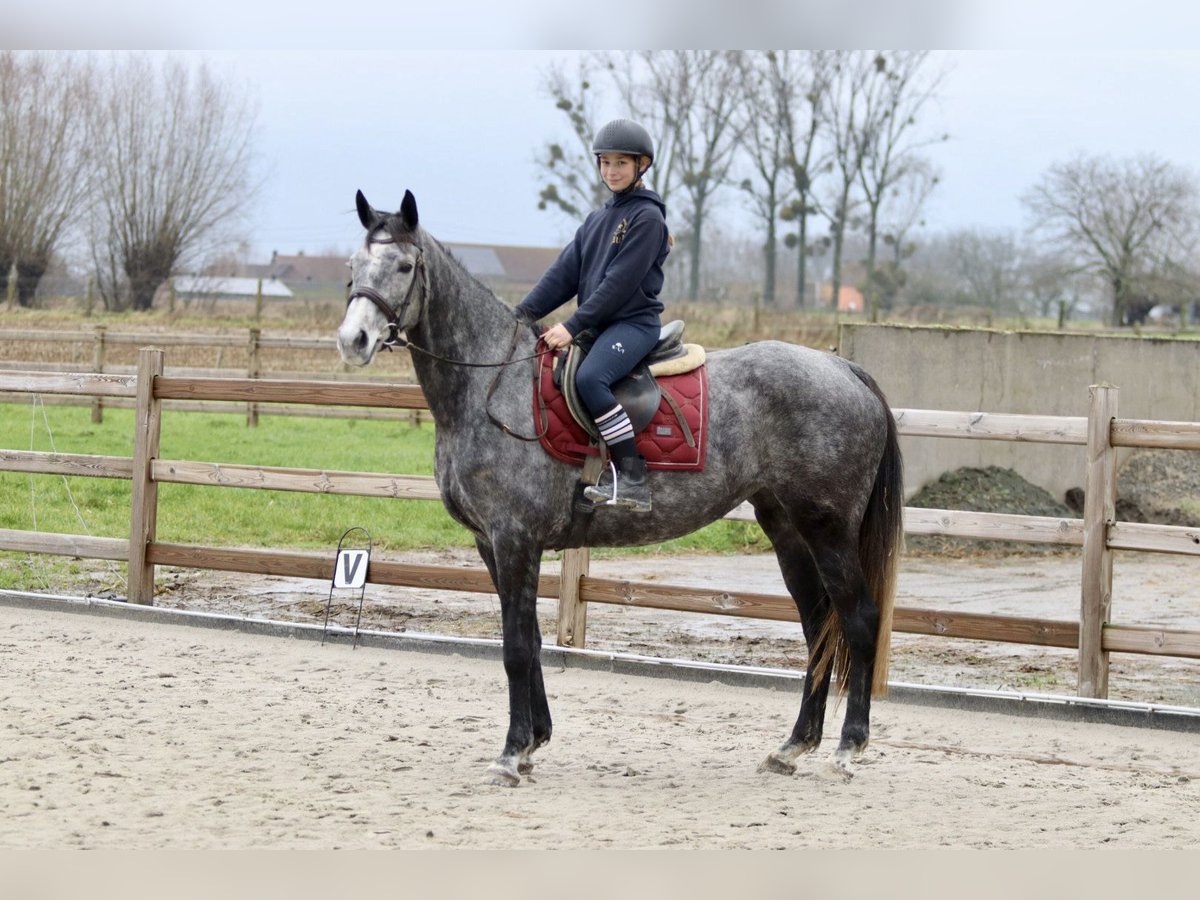 Cheval de sport irlandais Jument 7 Ans 162 cm Rouan bleu in Bogaarden