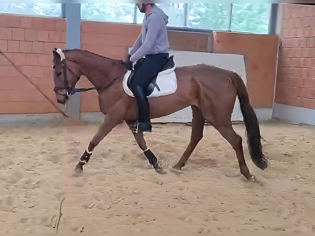 Cheval de sport irlandais Jument 7 Ans 165 cm Alezan in Lage