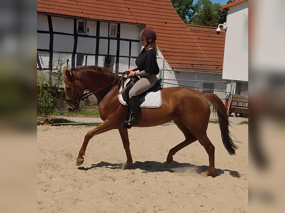 Cheval de sport irlandais Jument 7 Ans 170 cm Alezan in Lage