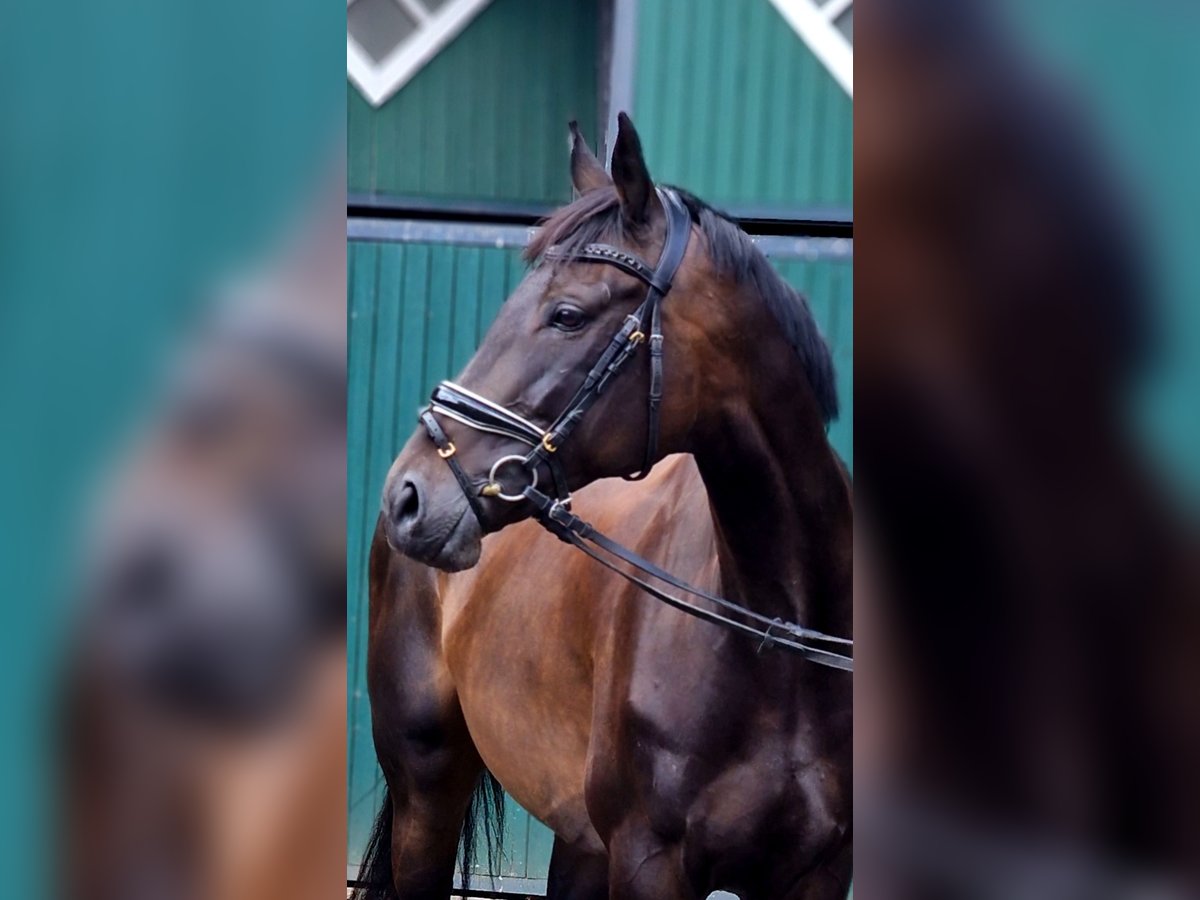 Cheval de sport irlandais Jument 8 Ans 166 cm Bai brun in Warendorf