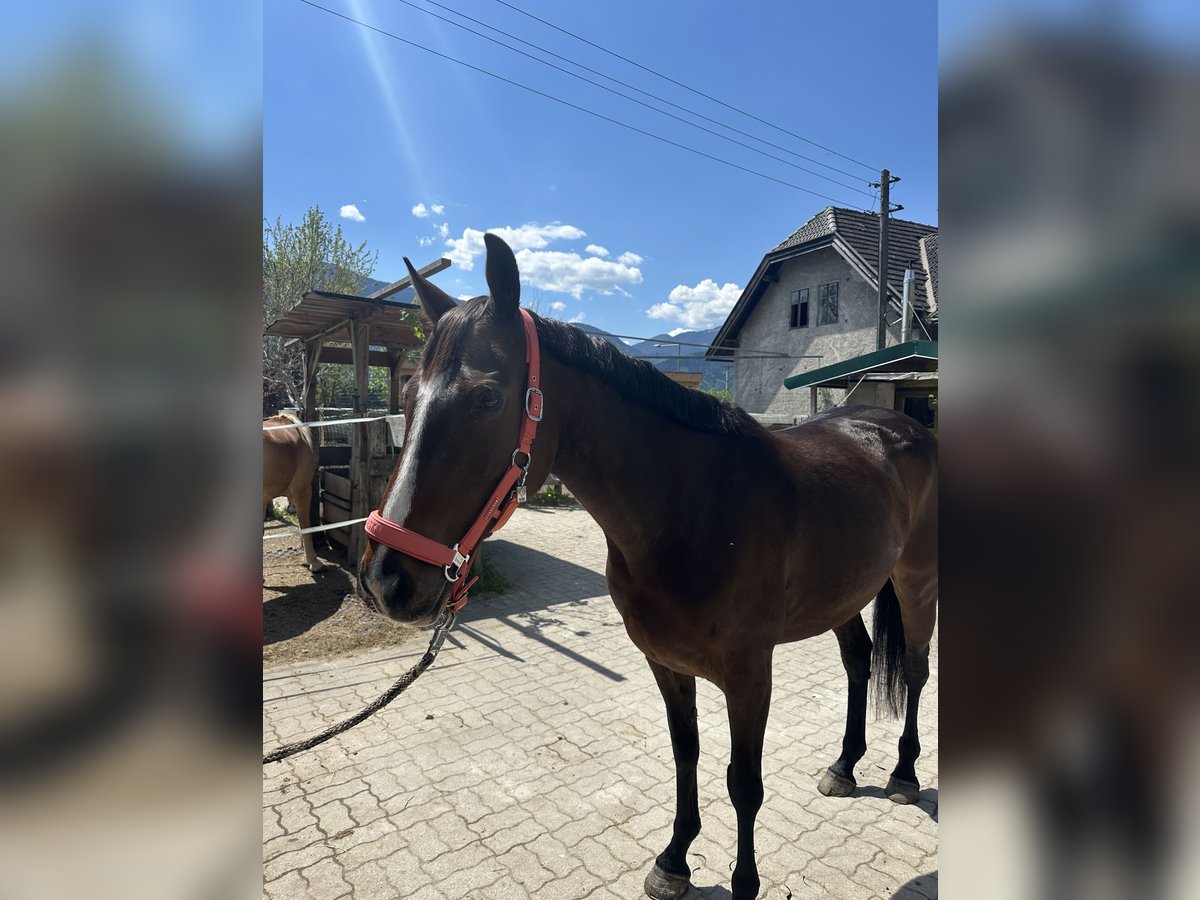 Cheval de sport irlandais Jument 9 Ans 157 cm Bai brun in Hermagor