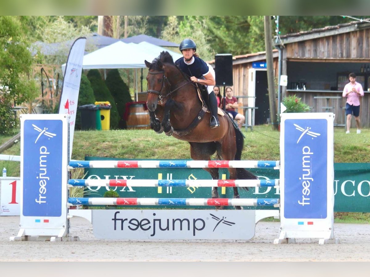 Cheval de sport irlandais Jument 9 Ans 163 cm Bai brun in Saint-Puy