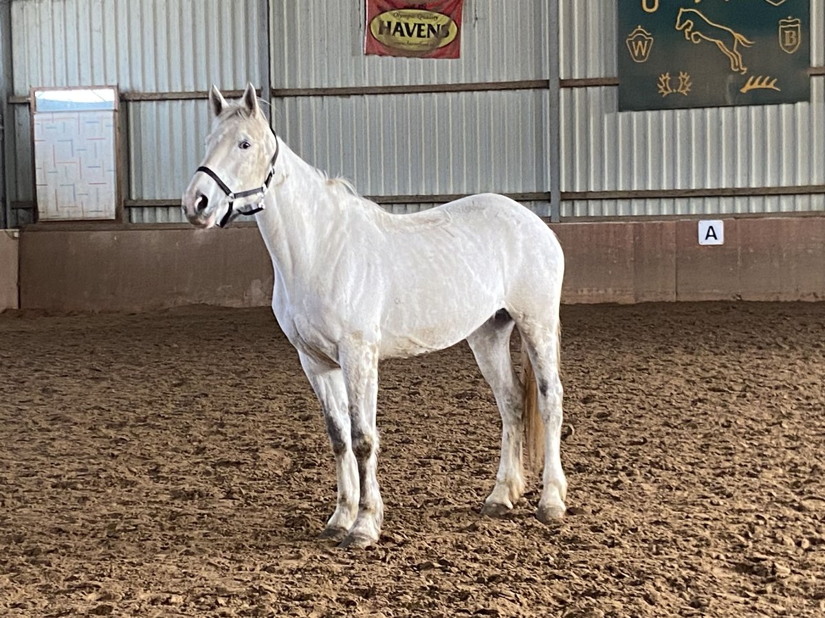 Cheval de sport irlandais Jument 9 Ans 165 cm Gris in Elze Esbeck