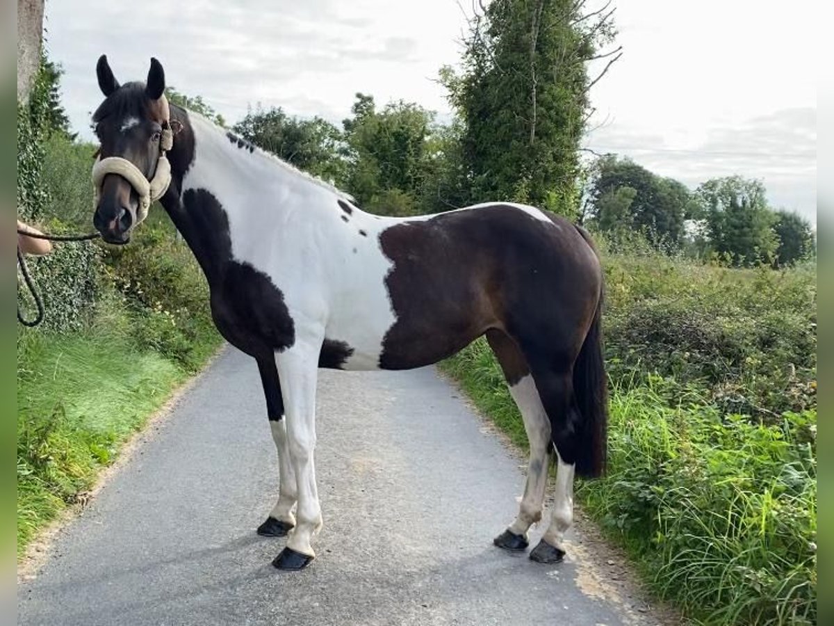Cheval de sport irlandais Jument 9 Ans 165 cm Léopard in Sligo