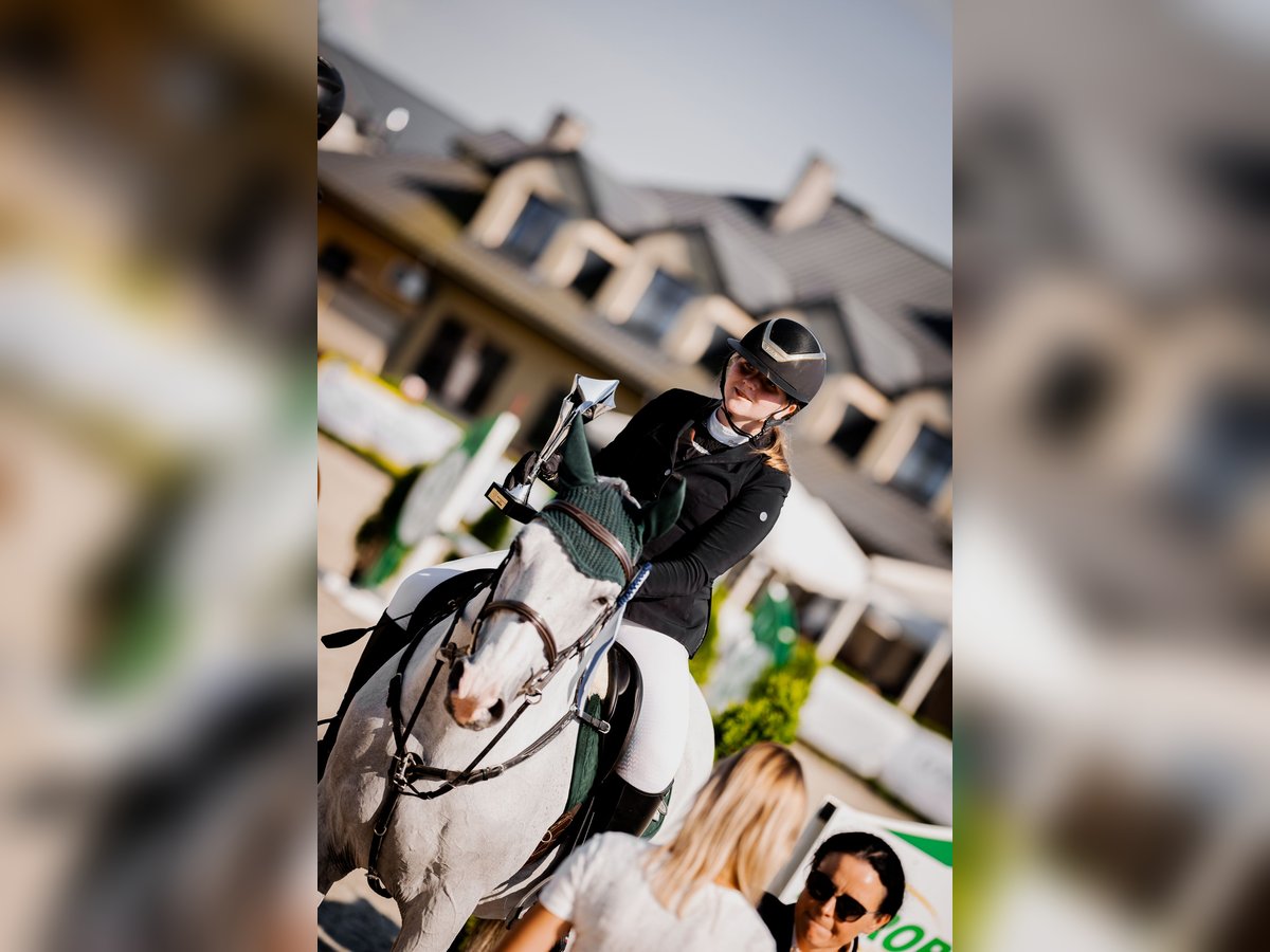 Cheval de sport polonais Hongre 12 Ans 163 cm Gris in Ko&#x144;skie