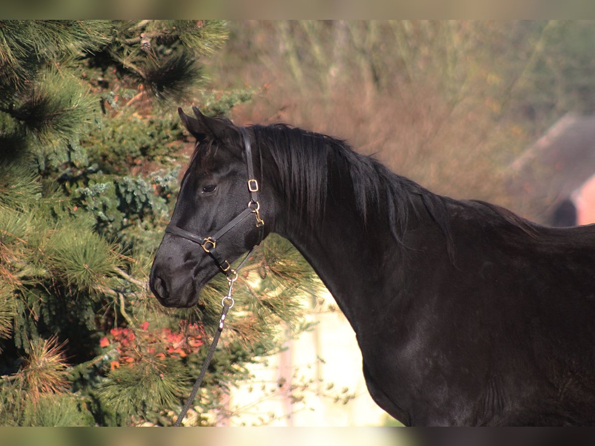 Cheval de sport polonais Hongre 2 Ans 176 cm Noir in Santok