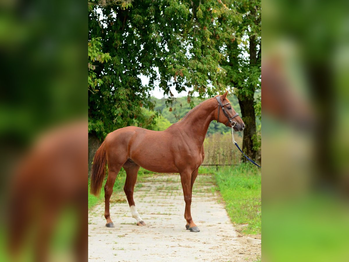 Cheval de sport polonais Hongre 4 Ans 167 cm Alezan in Siedleczek