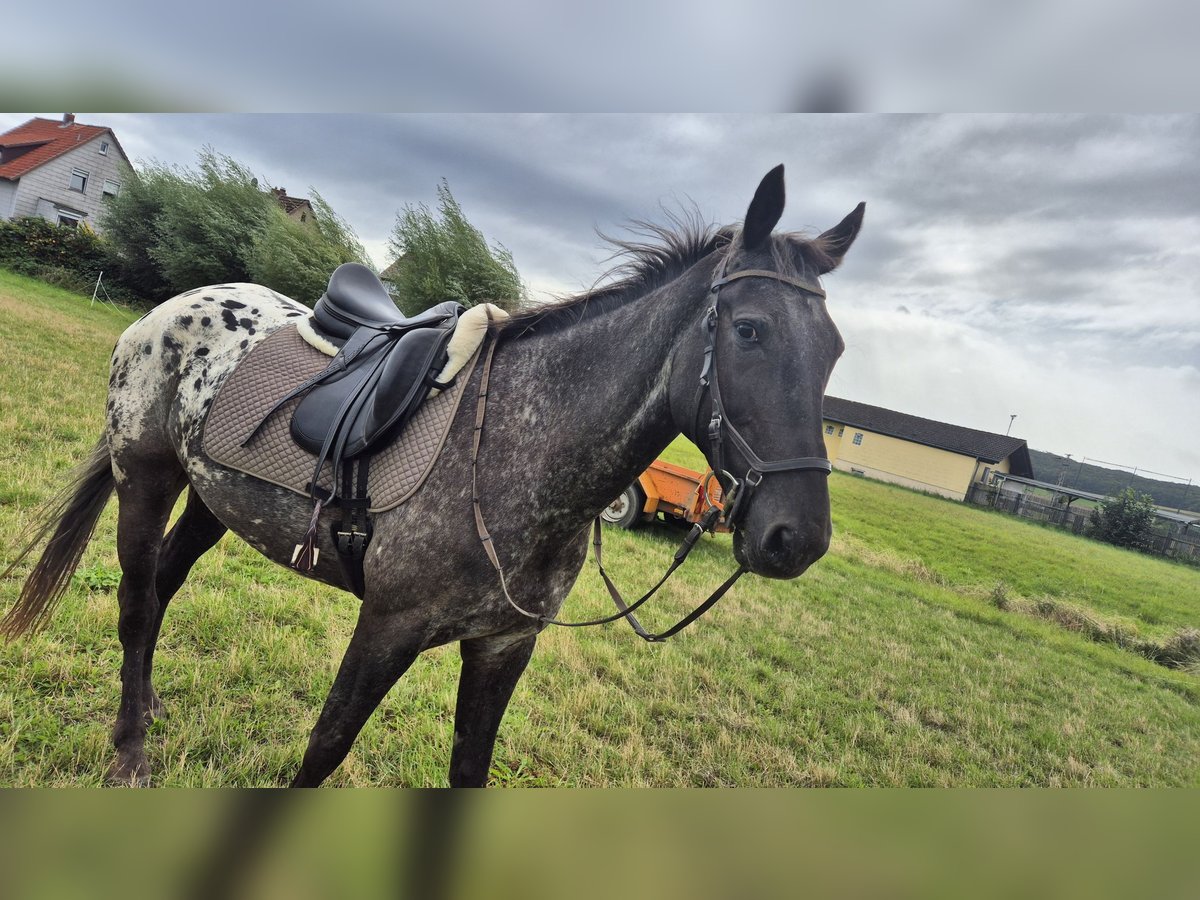 Cheval de sport polonais Hongre 6 Ans 163 cm Léopard in Liebenburg
