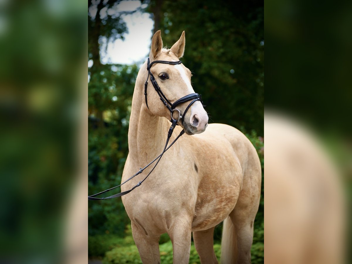 Cheval de sport polonais Hongre 6 Ans 164 cm Palomino in Horstmar