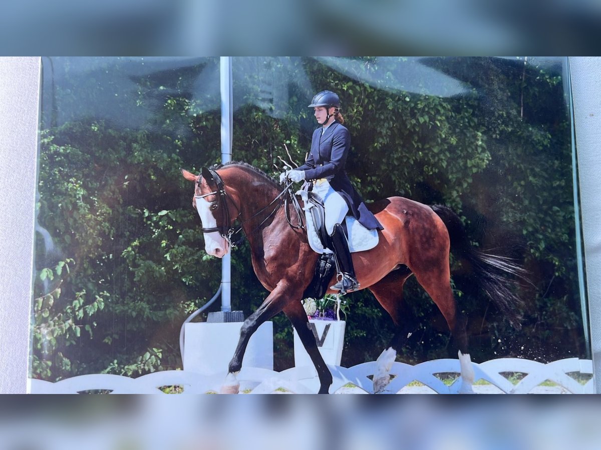 Cheval de sport polonais Jument 22 Ans 170 cm Bai in Perchtoldsdorf