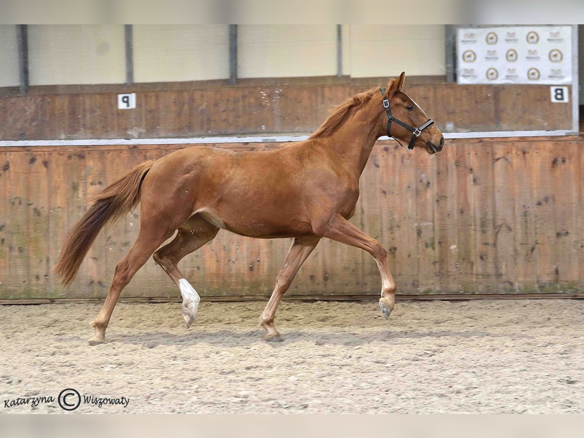 Cheval de sport polonais Jument 2 Ans 163 cm Alezan in Radzionk&#xF3;w