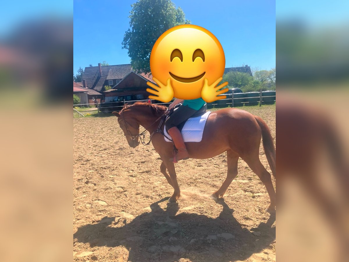 Cheval de sport polonais Jument 5 Ans 160 cm Alezan in Barver Cheval de sport polonais Jument 5 Ans 160 cm Alezan in Barver
