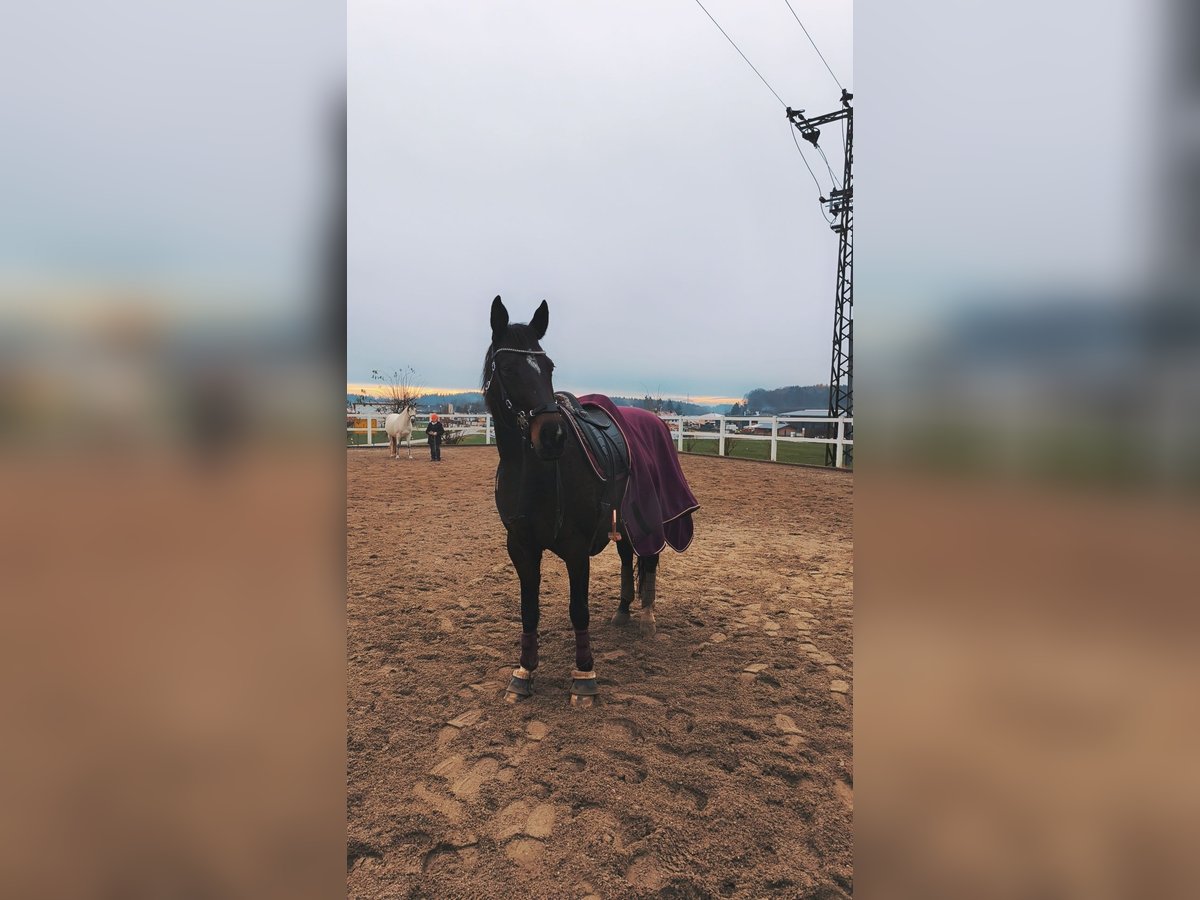 Cheval de sport polonais Jument 8 Ans 160 cm Bai in Kirchdorf