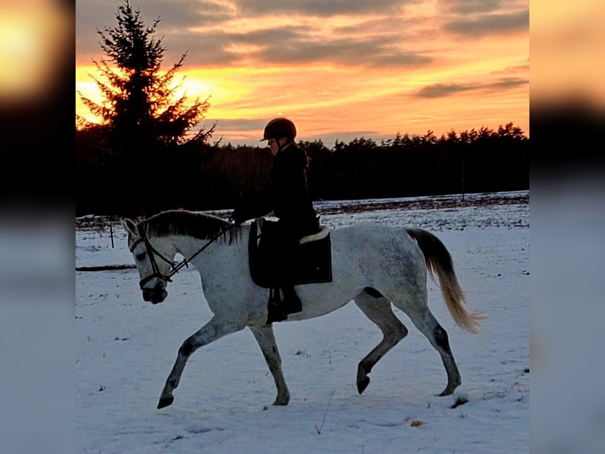 Cheval de sport polonais Jument 9 Ans 163 cm Gris in Forst