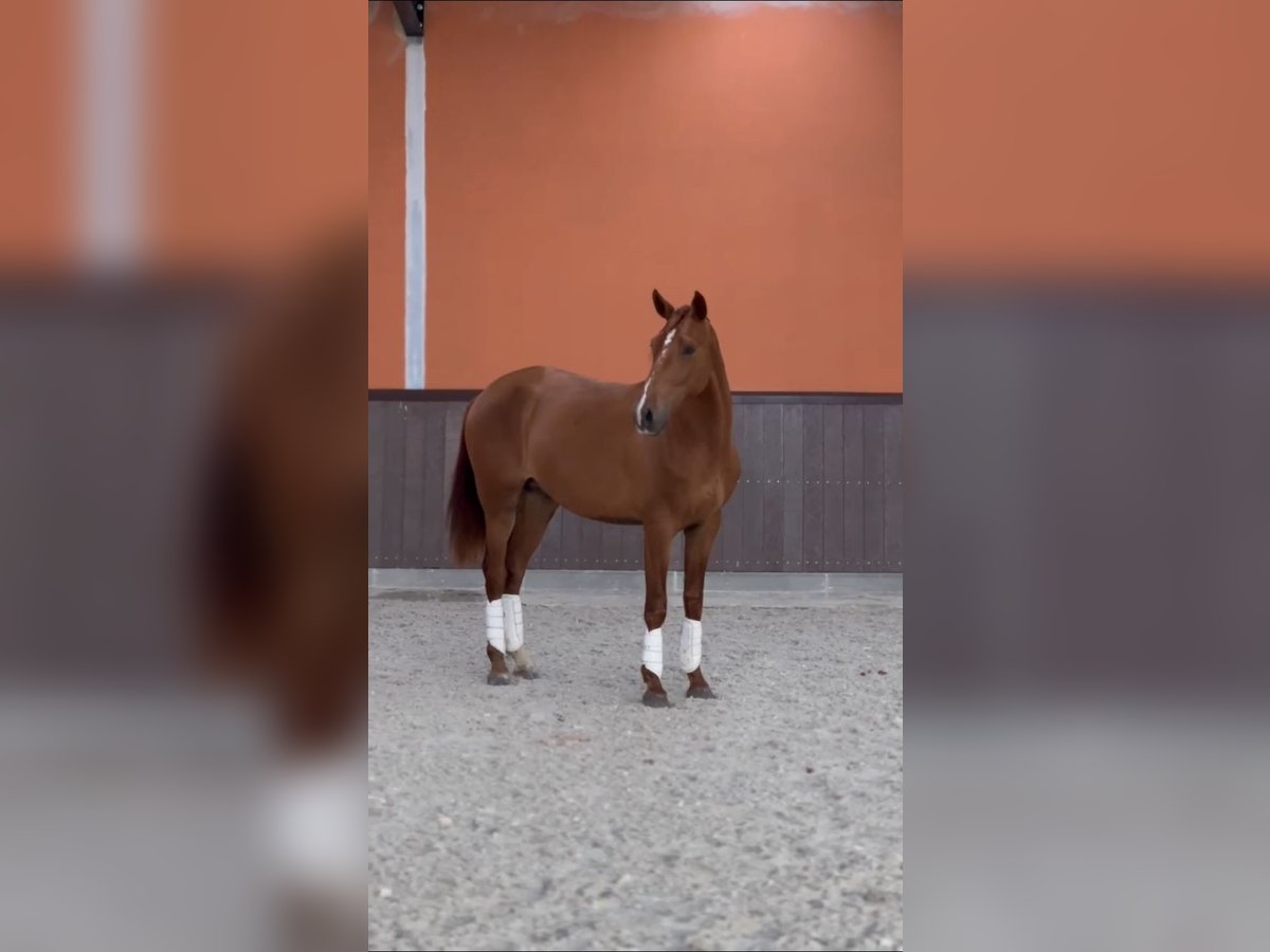 Cheval de sport portugais Étalon 2 Ans 160 cm Bai cerise in Caldas da Rainha