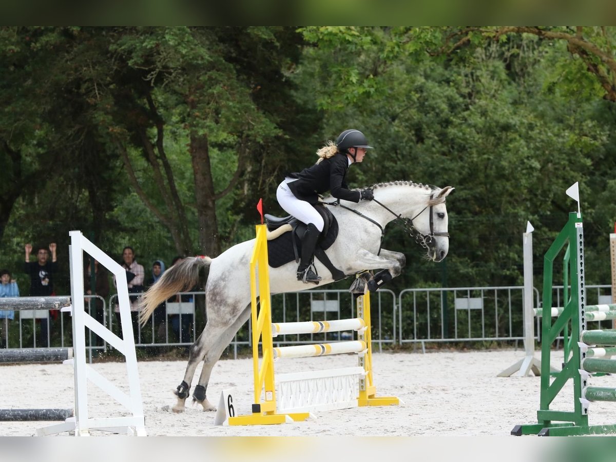 Cheval de sport portugais Jument 10 Ans 160 cm Gris in Caldas da Rainha