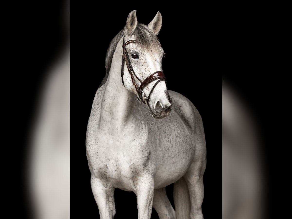 Cheval de sport portugais Jument 16 Ans 160 cm Gris in B&#xFC;hl