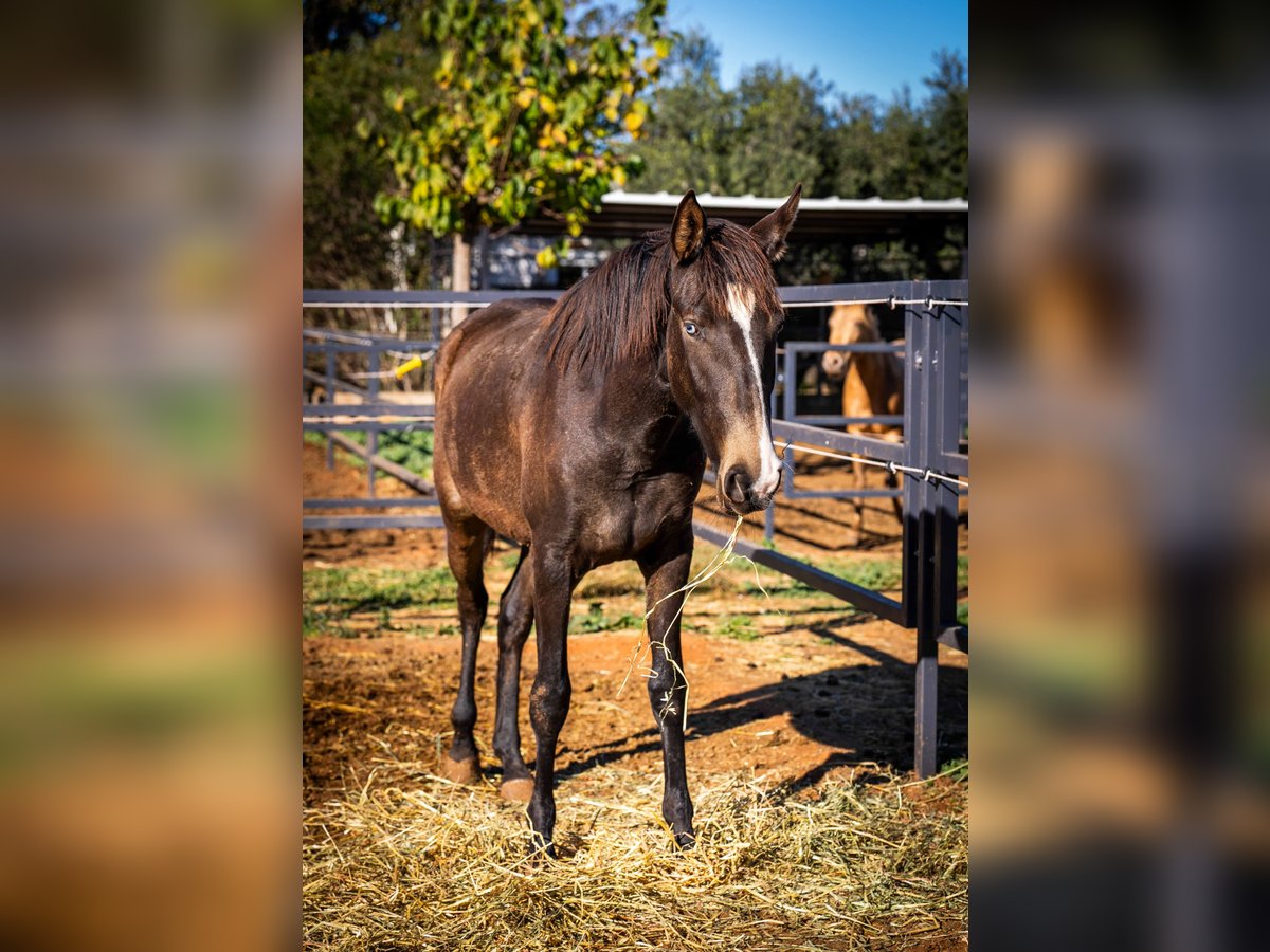 Cheval de sport portugais Jument 2 Ans 155 cm Buckskin in Valencia