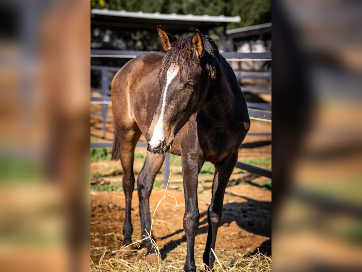 Cheval de sport portugais Jument 2 Ans 155 cm Buckskin in Valencia