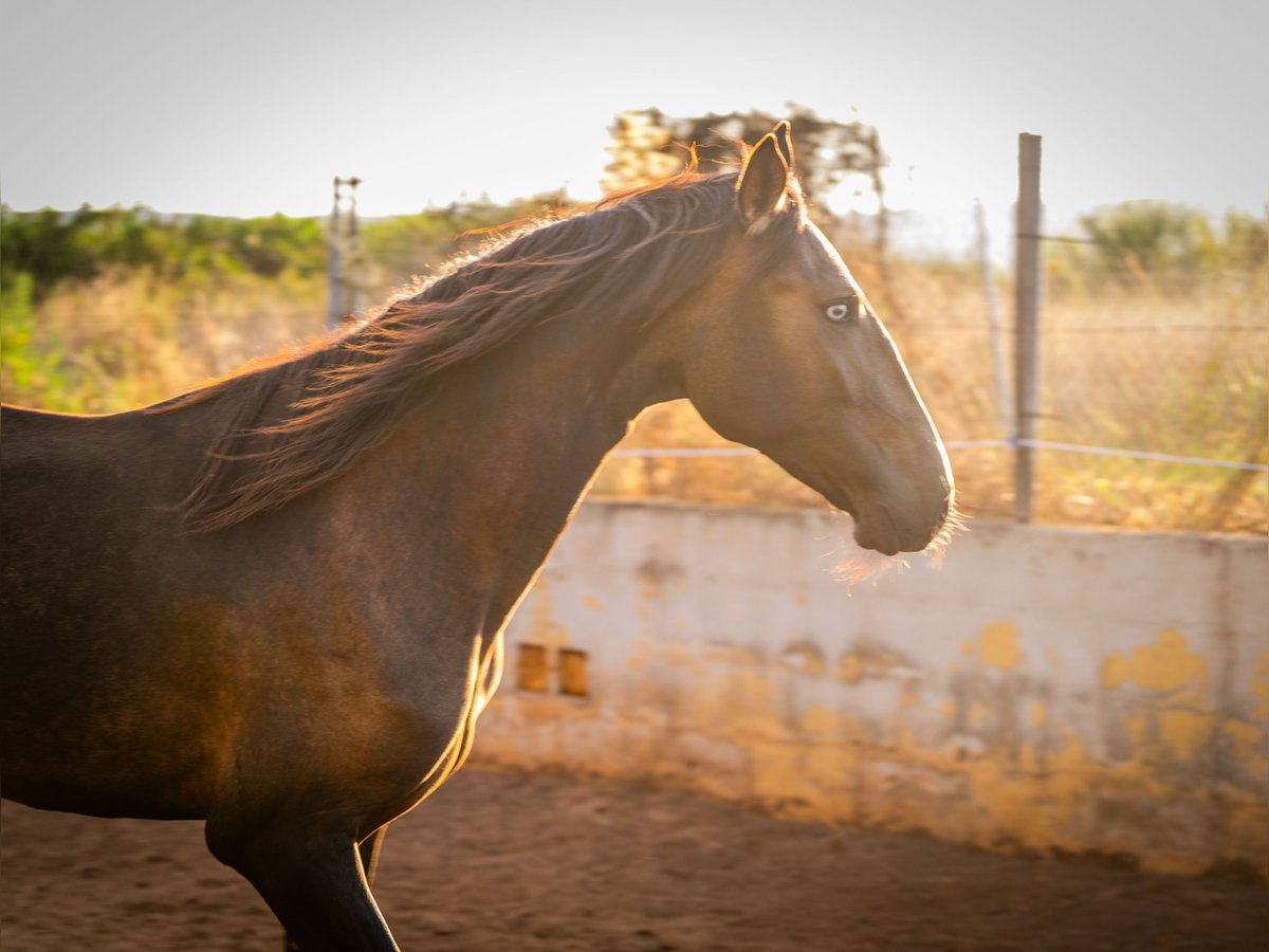 Cheval de sport portugais Jument 2 Ans 158 cm Buckskin in Valencia
