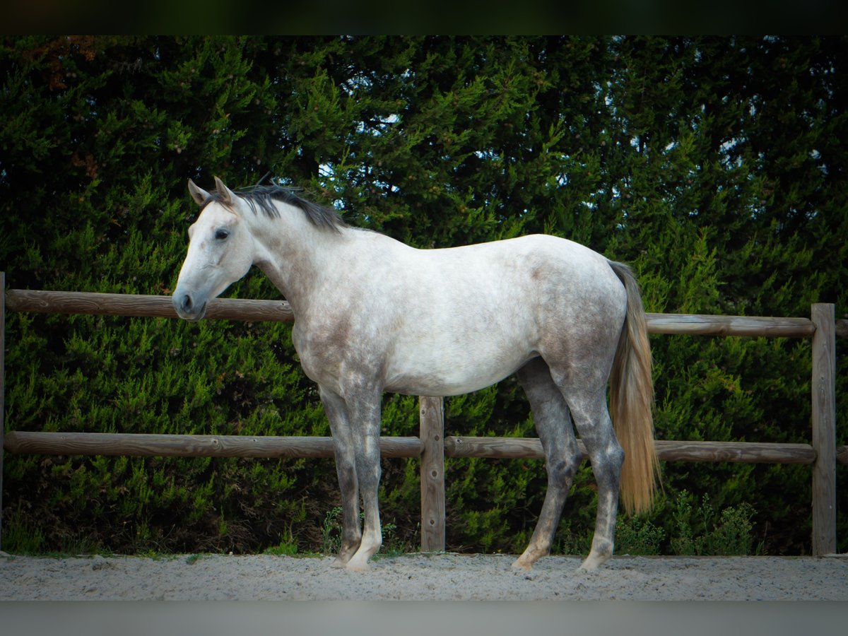 Cheval de sport portugais Croisé Jument 4 Ans 165 cm Gris in Pataias