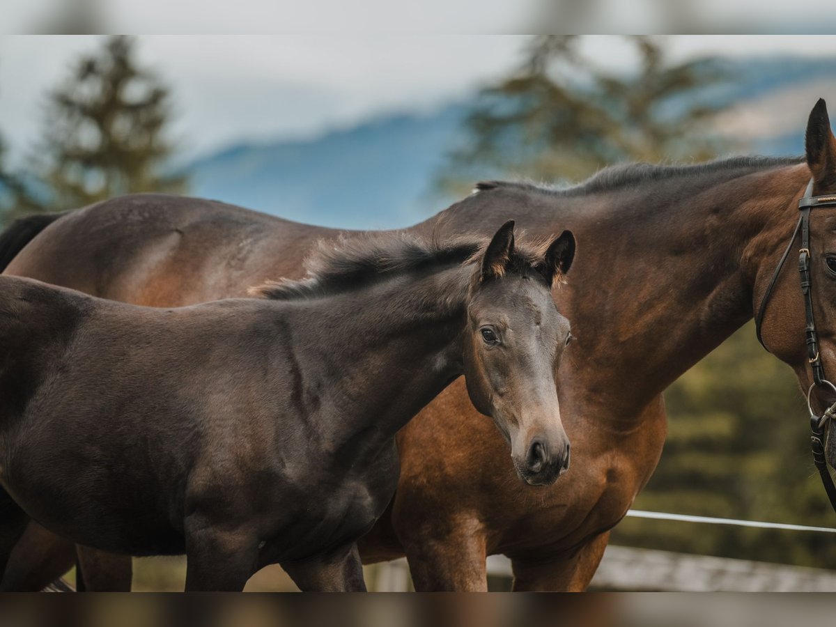 Cheval de sport suisse Étalon 1 Année 130 cm Bai brun in Maienfeld