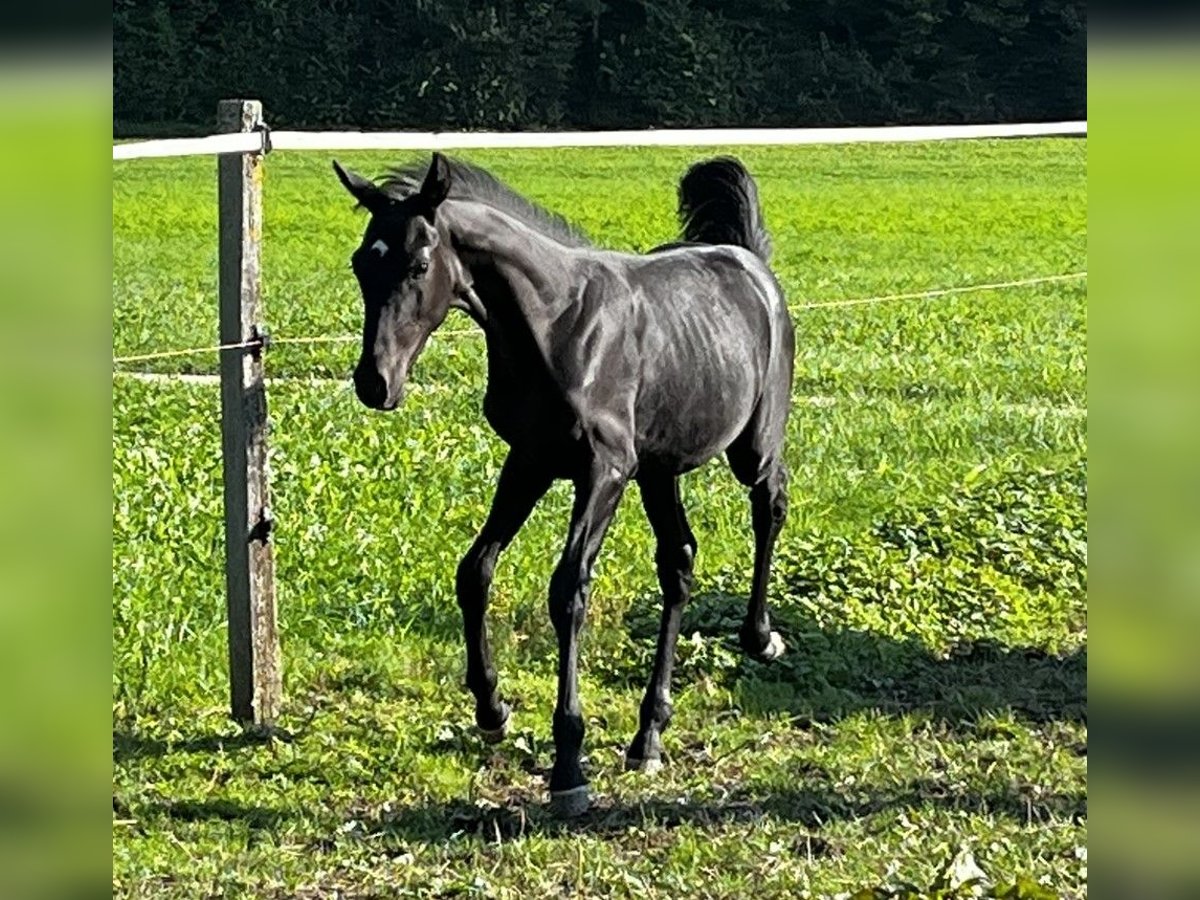 Cheval de sport suisse Étalon 1 Année Noir in Balsthal