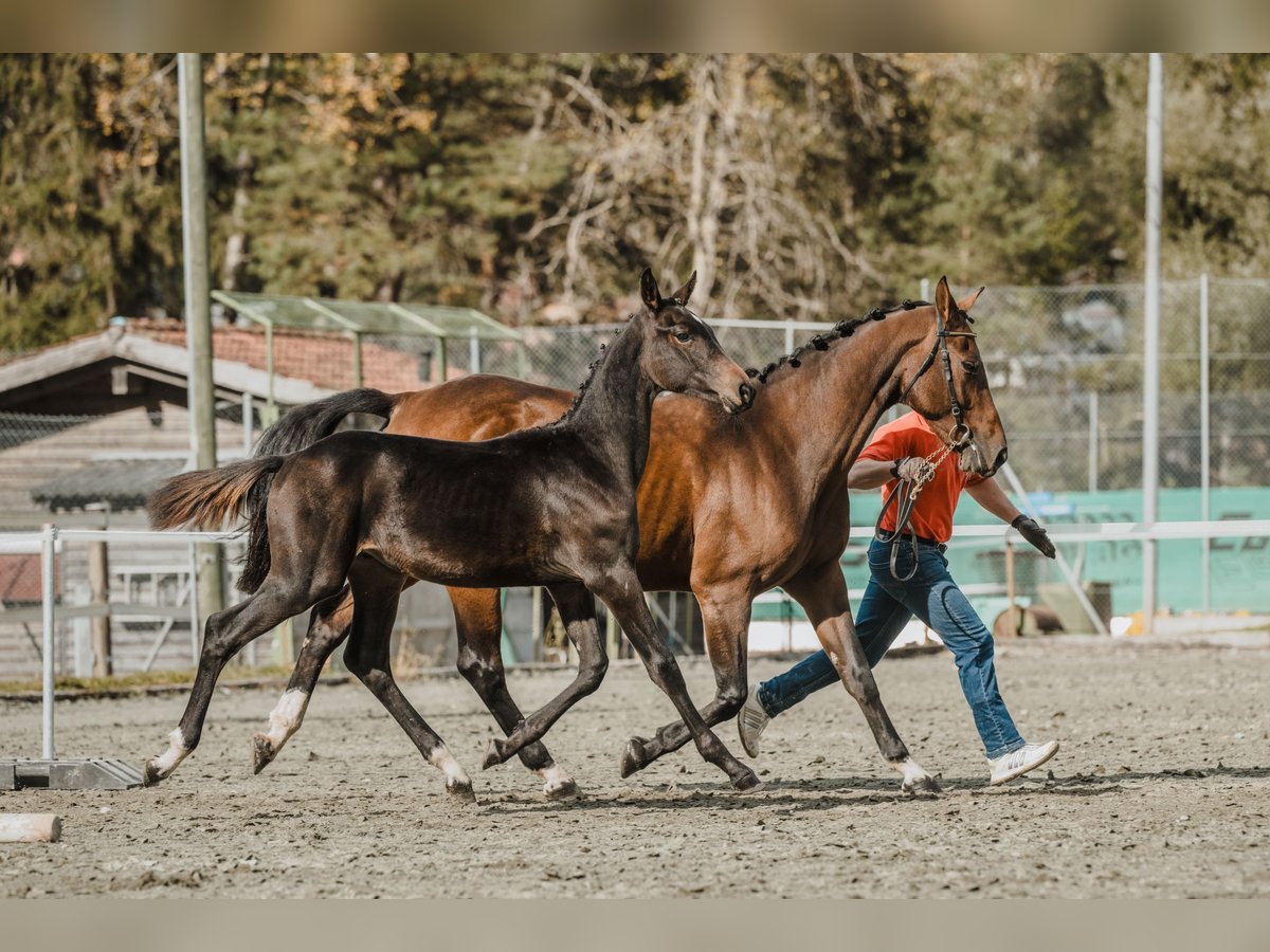 Cheval de sport suisse Étalon Poulain (04/2024) 170 cm Bai brun in Chur