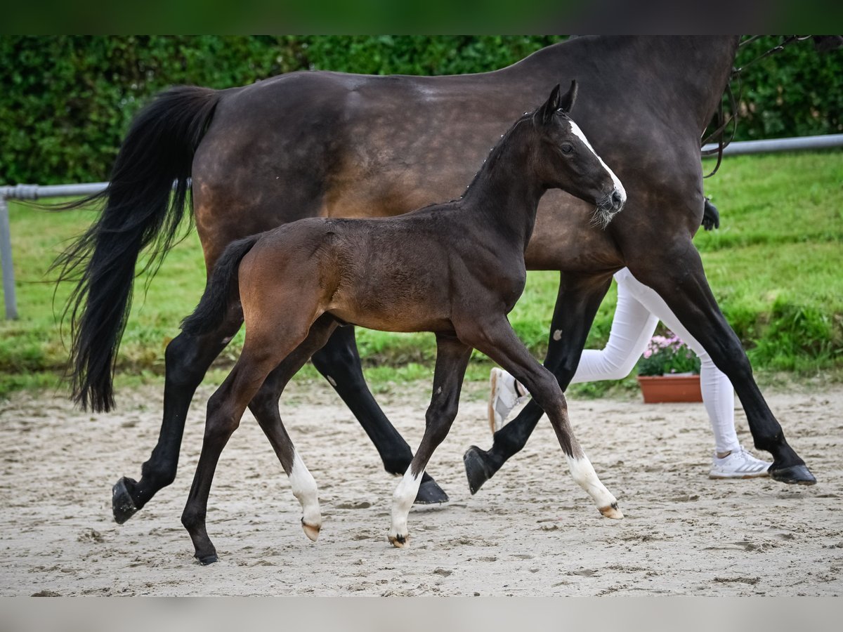 Cheval de sport suisse Étalon Poulain (05/2024) Peut devenir gris in Auswil