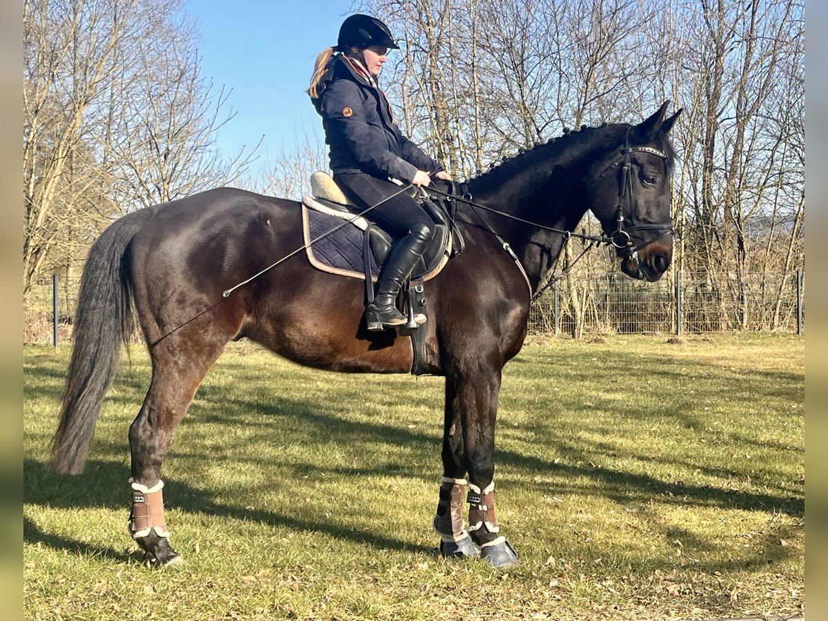 Cheval de sport suisse Hongre 11 Ans 176 cm Bai brun foncé in Sonnefeld