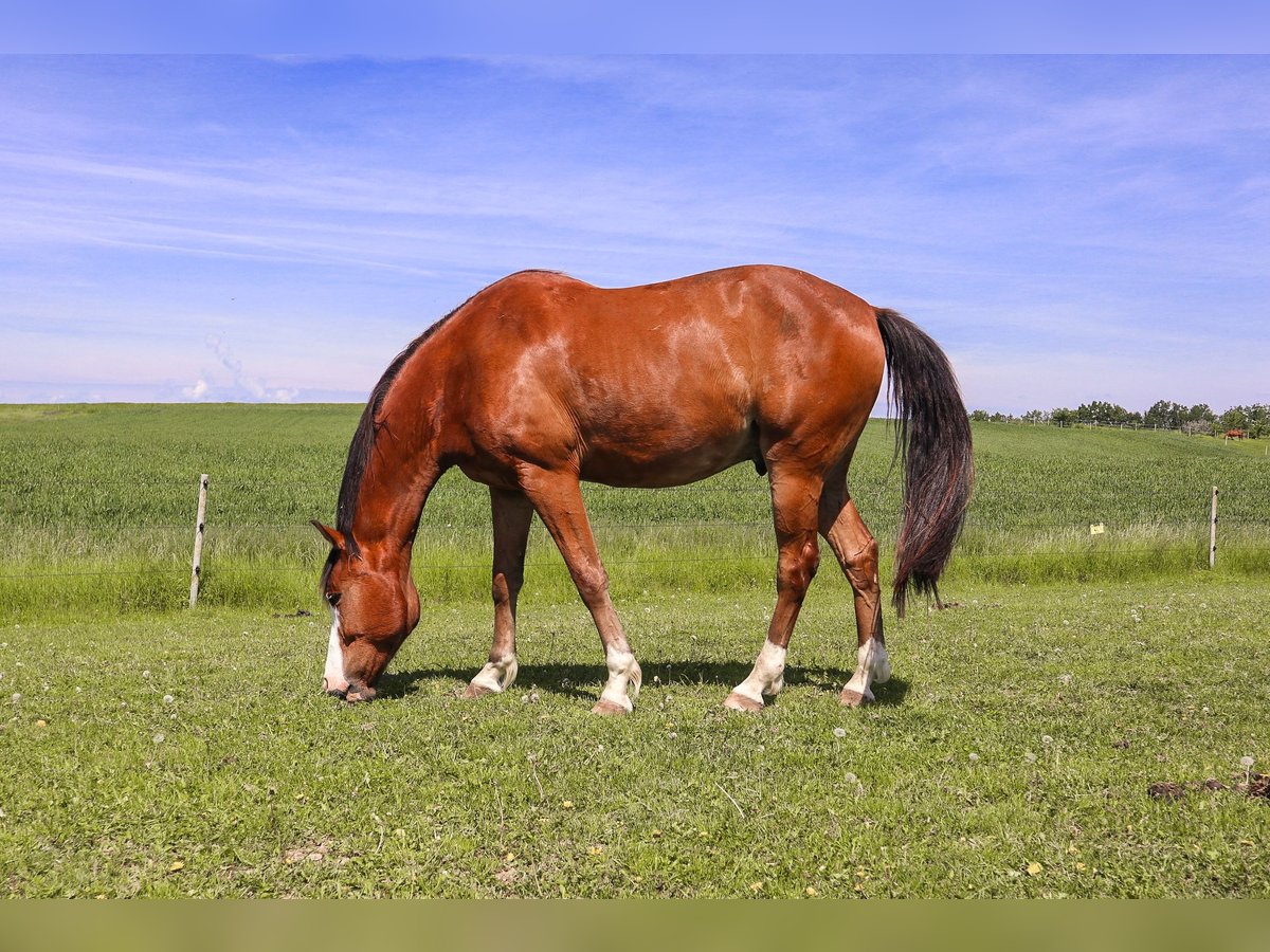 Cheval de sport suisse Hongre 12 Ans 167 cm Bai cerise in Bösingen