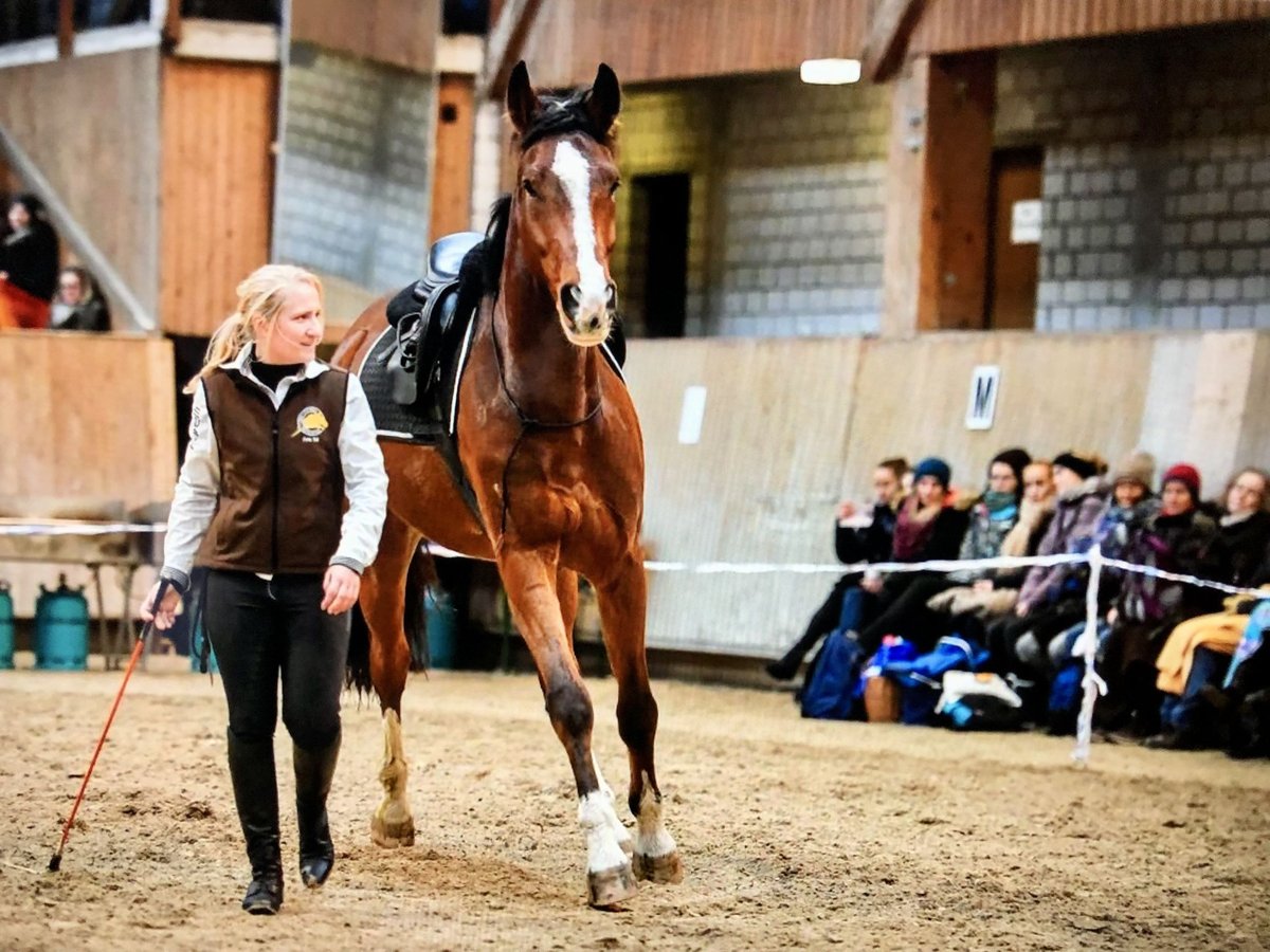 Cheval de sport suisse Hongre 13 Ans 175 cm Bai in Altstätten SG 2