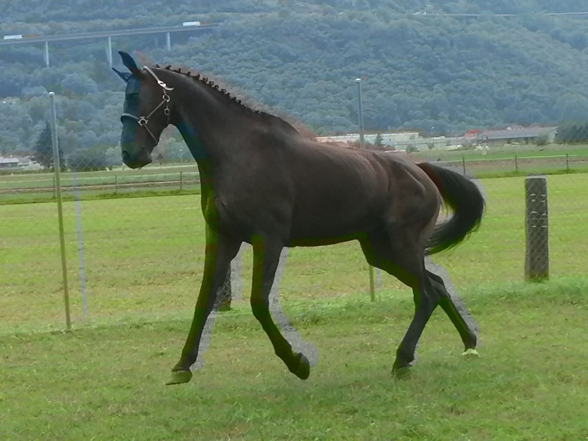 Cheval de sport suisse Hongre 14 Ans 164 cm Bai in S. Antonino