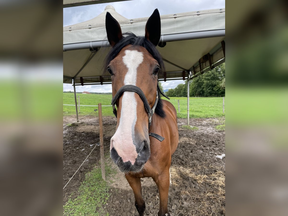 Cheval de sport suisse Hongre 21 Ans 170 cm Bai in Vordemwald