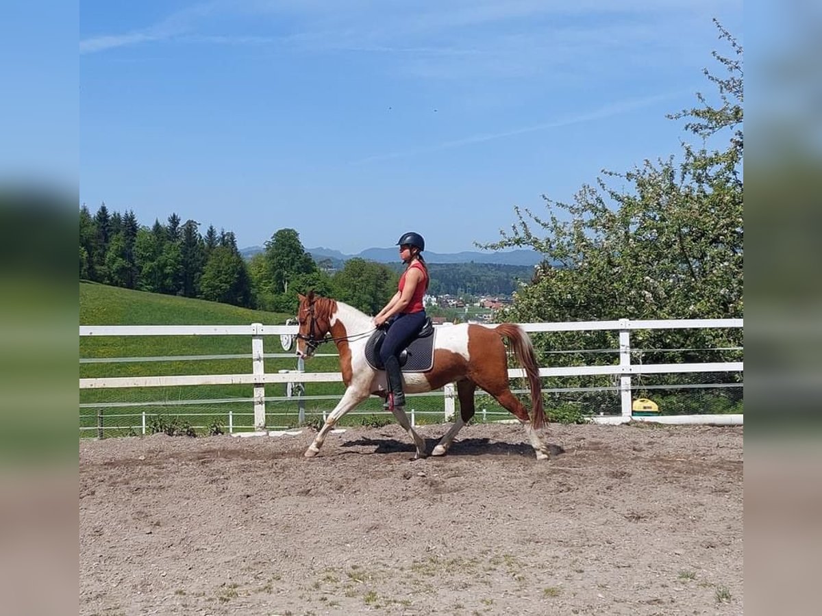 Cheval de sport suisse Hongre 4 Ans 146 cm Pinto in Hirschthal