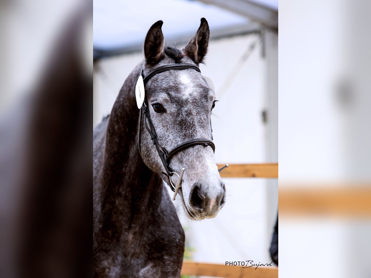 Cheval de sport suisse Hongre 4 Ans 165 cm Gris in Vilars NE