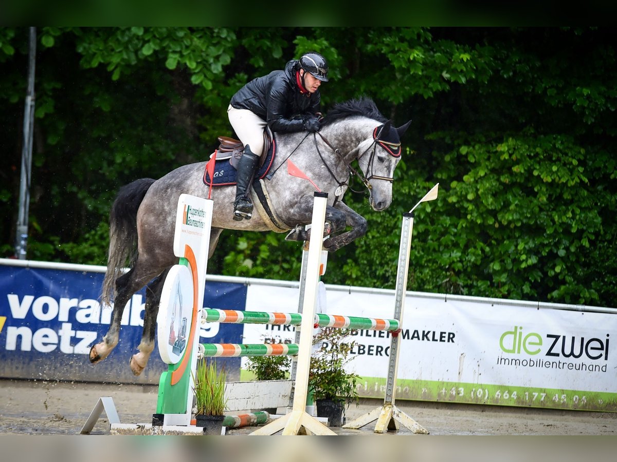 Cheval de sport suisse Hongre 5 Ans 174 cm Gris pommelé in Dettighofen