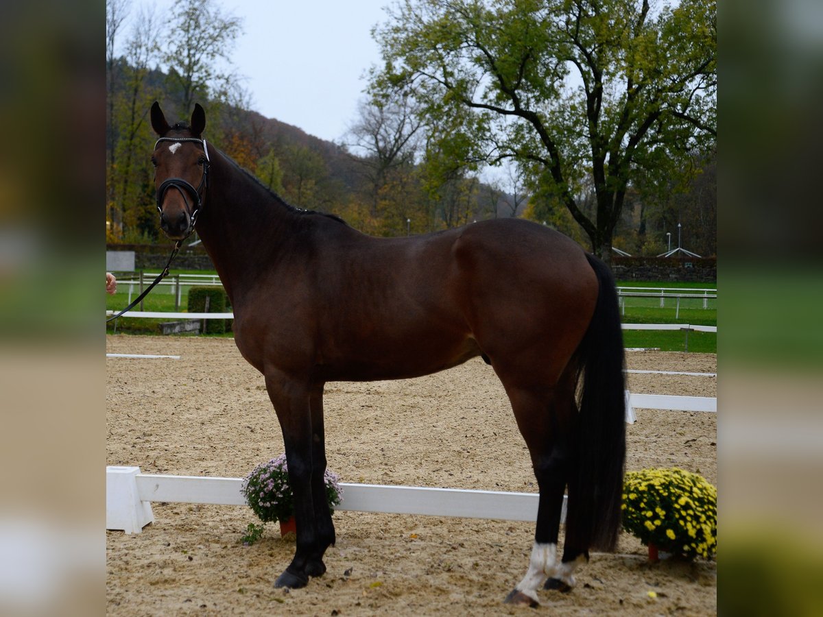 Cheval de sport suisse Croisé Hongre 7 Ans 170 cm Bai brun in Morgarten