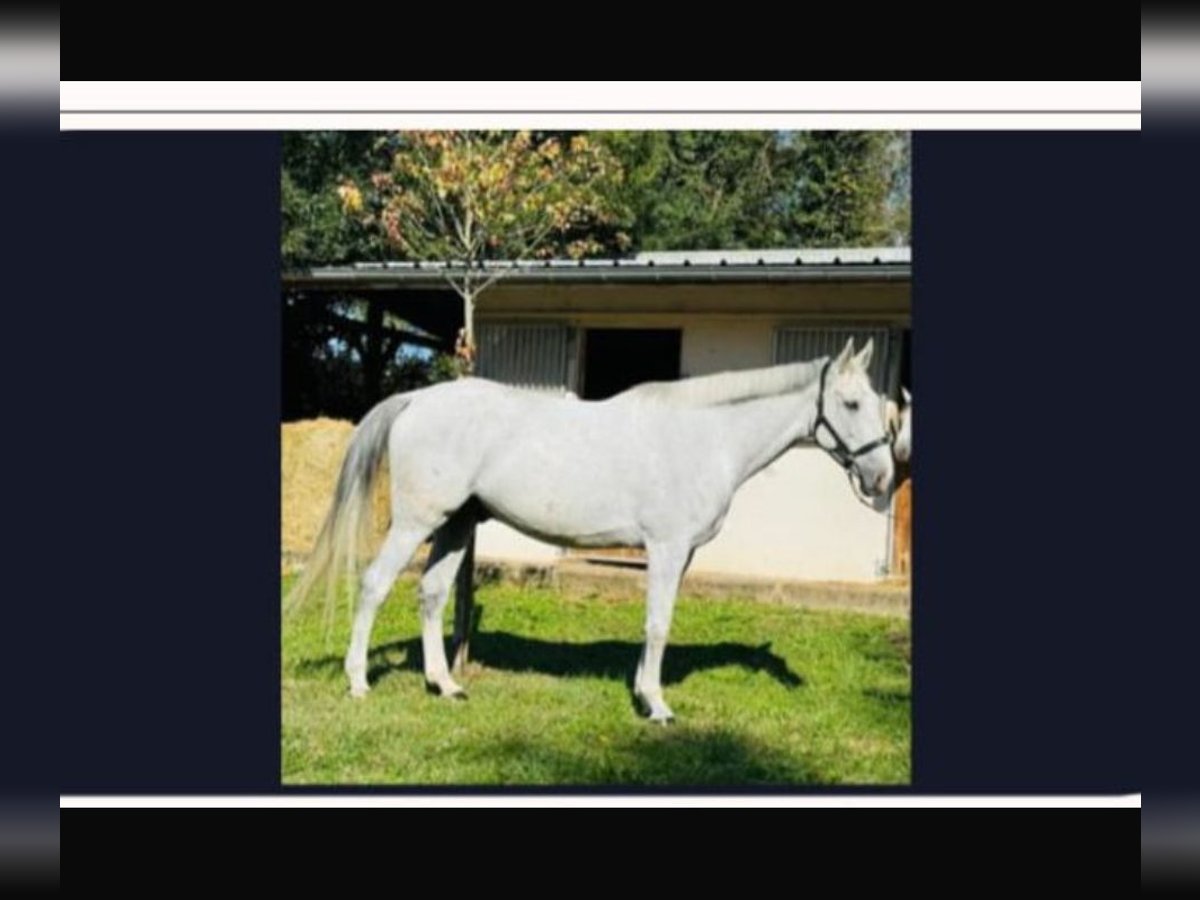 Cheval de sport suisse Hongre 8 Ans 175 cm Gris in Telgte