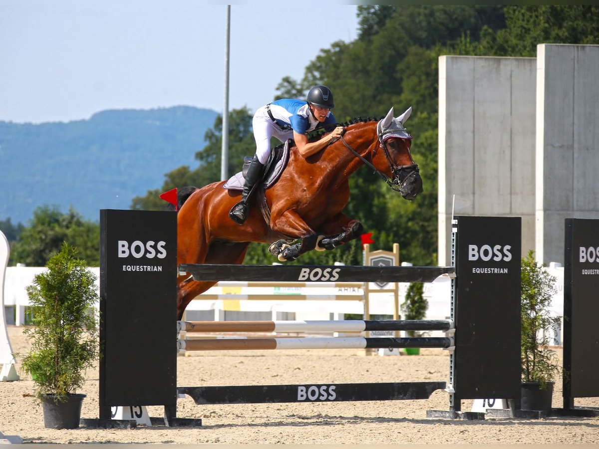 Cheval de sport suisse Hongre 8 Ans 179 cm Bai in Niederhasli