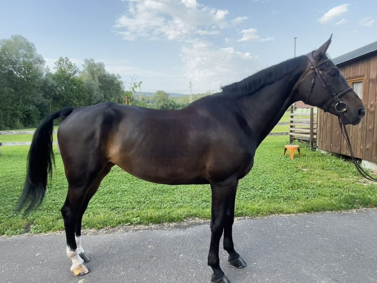 Cheval de sport suisse Jument 10 Ans 172 cm Bai cerise in Bassecourt