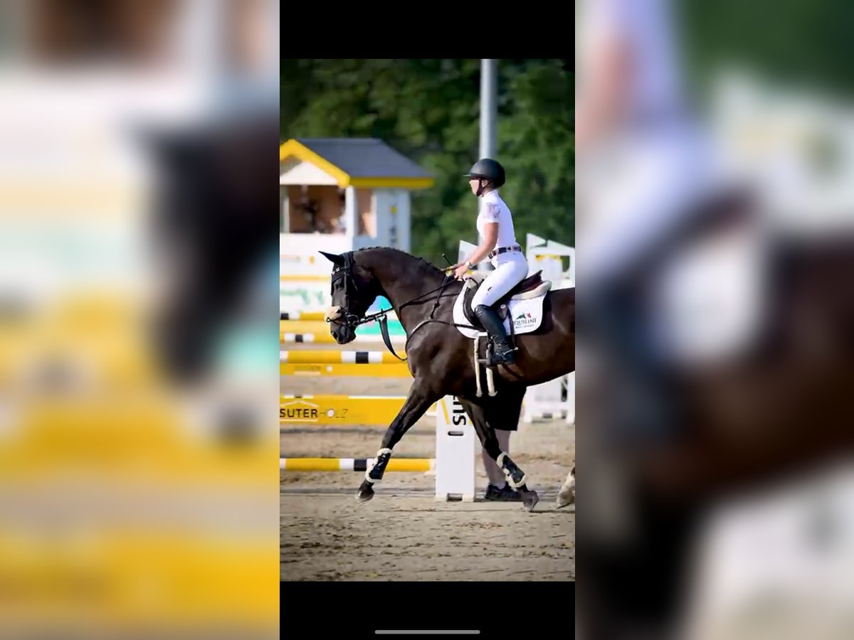 Cheval de sport suisse Jument 11 Ans 166 cm Bai brun in Emmen