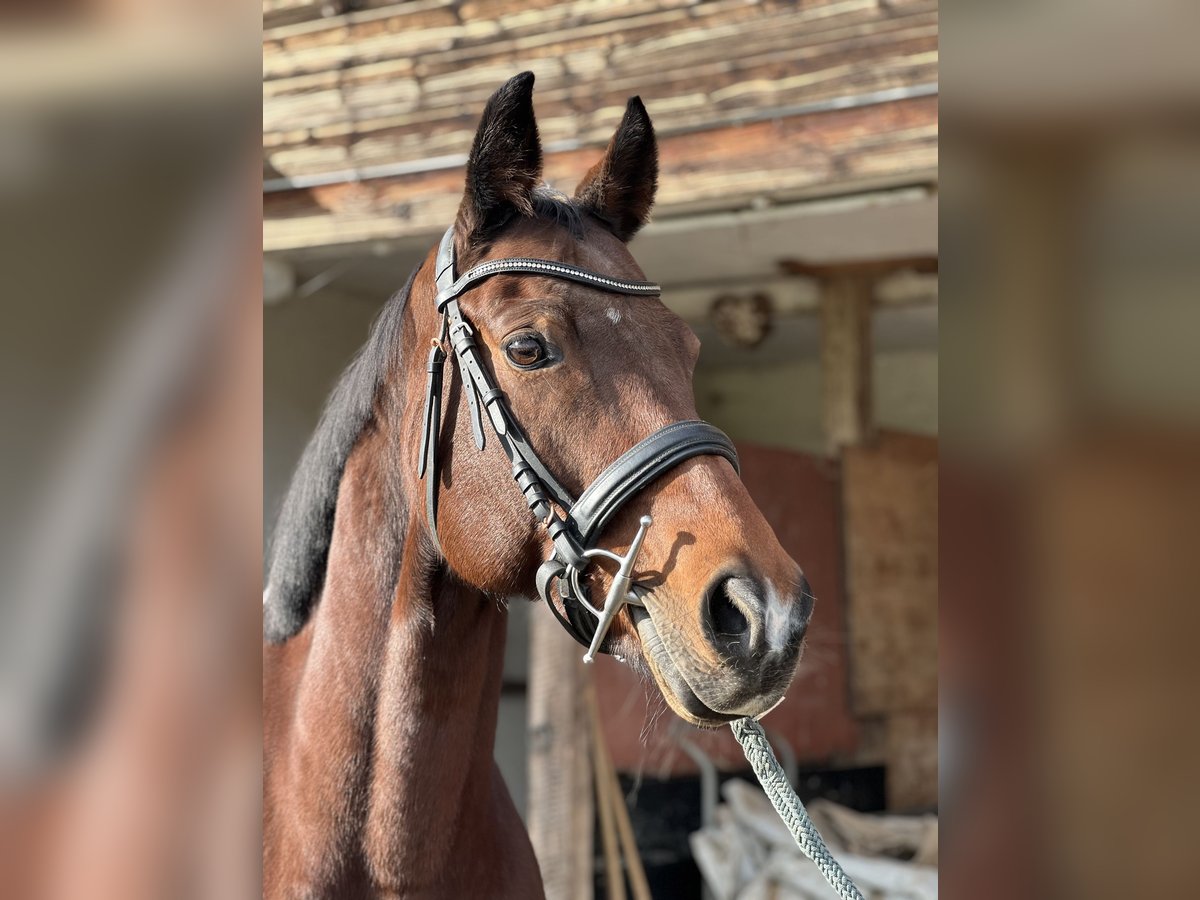 Cheval de sport suisse Jument 12 Ans 164 cm Bai in Rupperswil