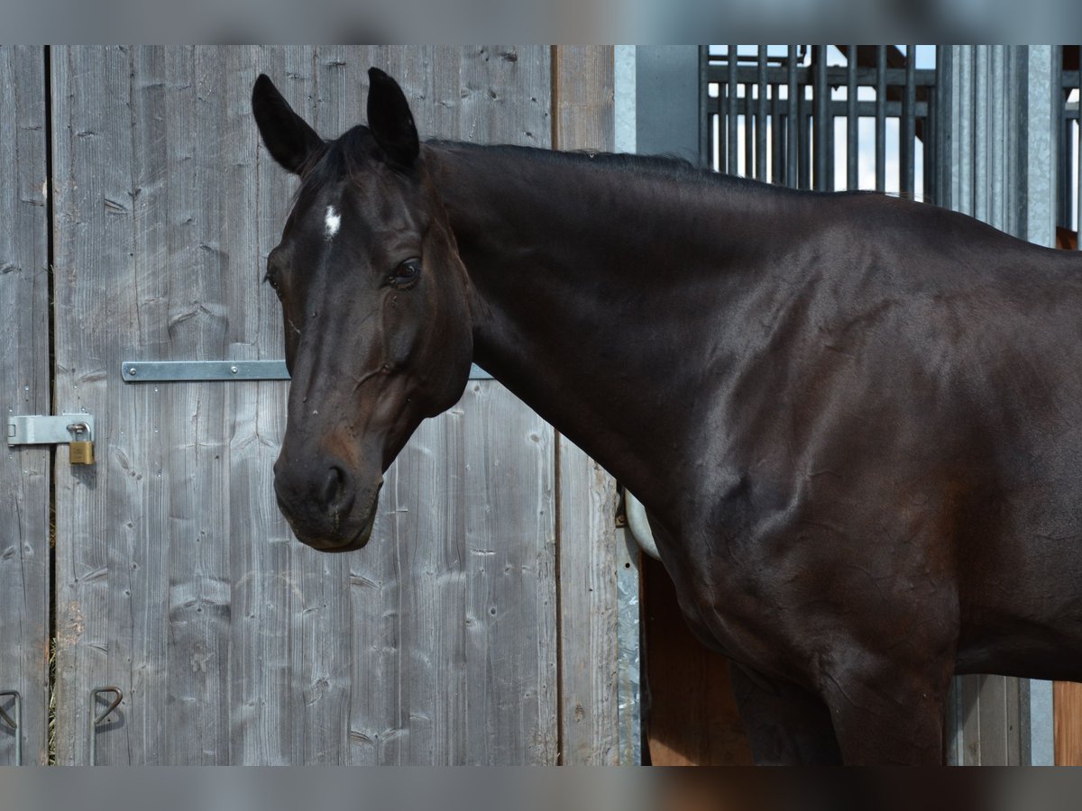 Cheval de sport suisse Jument 13 Ans 165 cm Bai brun in Möhlin