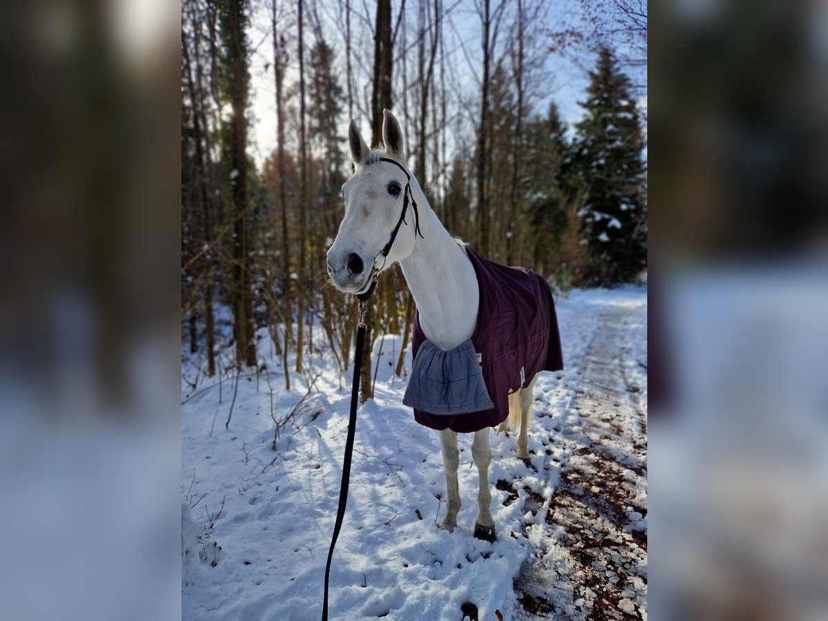 Cheval de sport suisse Jument 13 Ans 170 cm Gris in Oberbüren