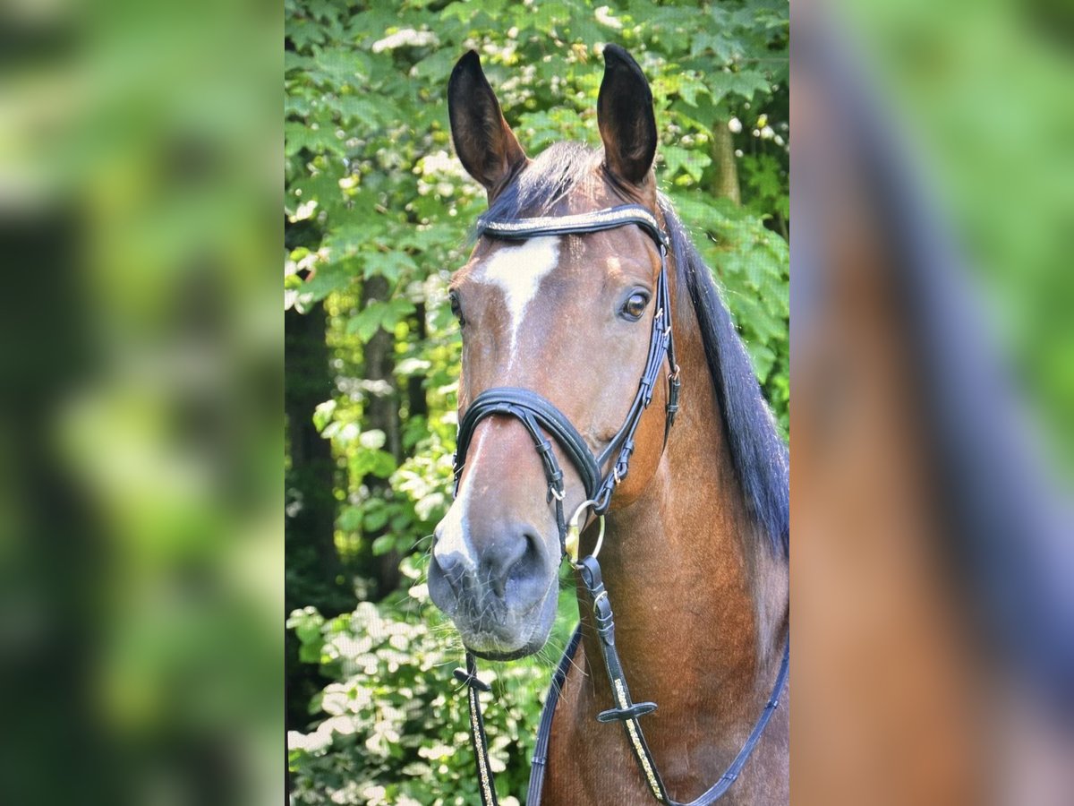 Cheval de sport suisse Jument 14 Ans 180 cm Bai in Sulgen