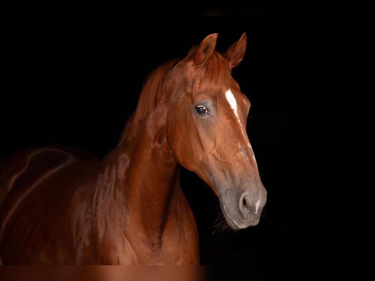 Cheval de sport suisse Jument 28 Ans 165 cm Alezan in Längenbühl