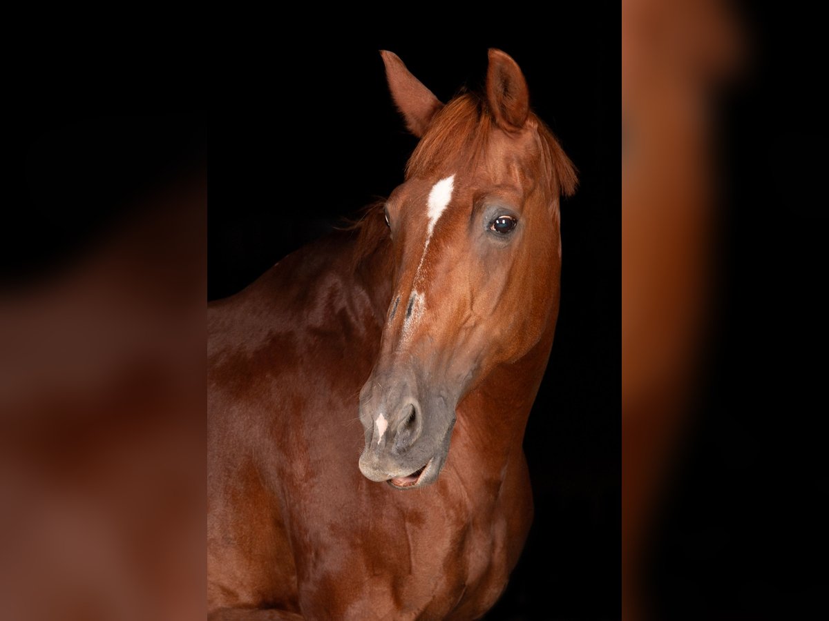 Cheval de sport suisse Jument 28 Ans 165 cm Alezan in LängenbühlLängenbühl