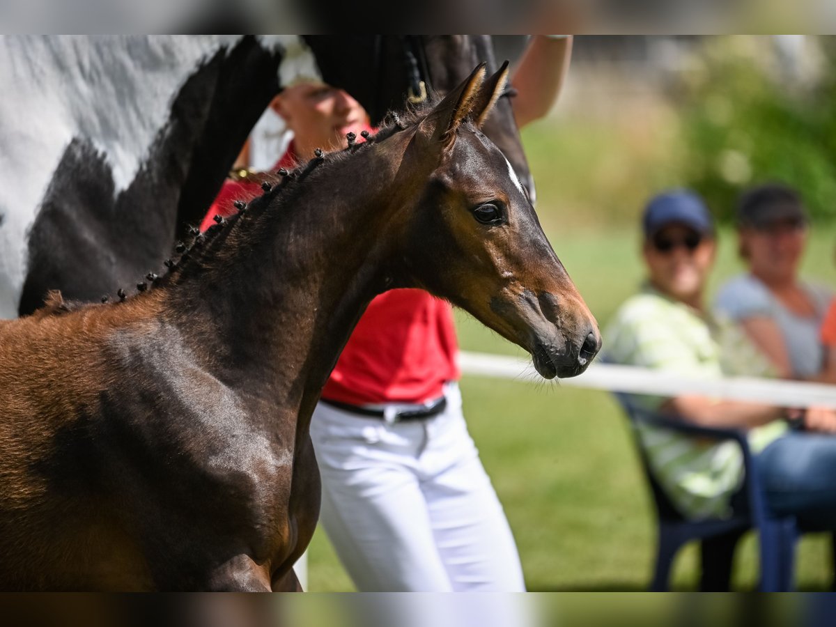 Cheval de sport suisse Jument 3 Ans 157 cm Bai in Frauenfeld